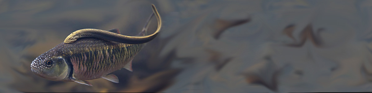 Sea Lamprey