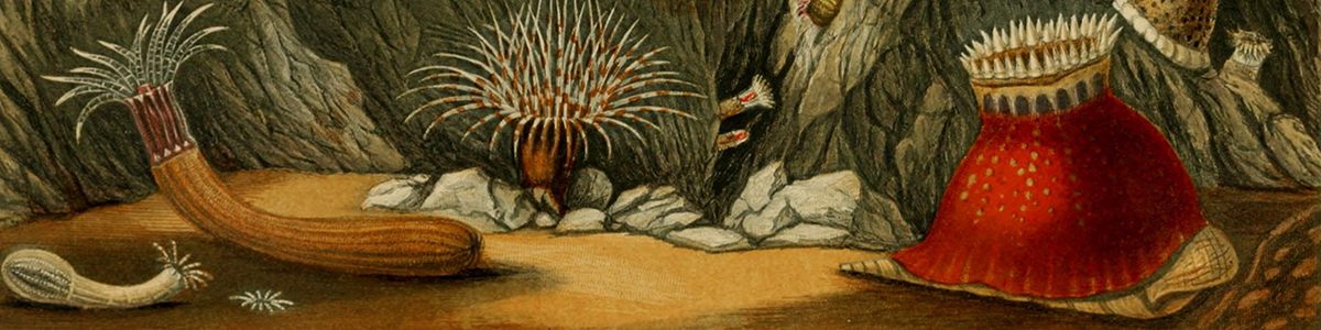 Artwork from "A History of the British Sea-anemones and Corals" Philip Henry Gosse Jan 1860, Plate VII