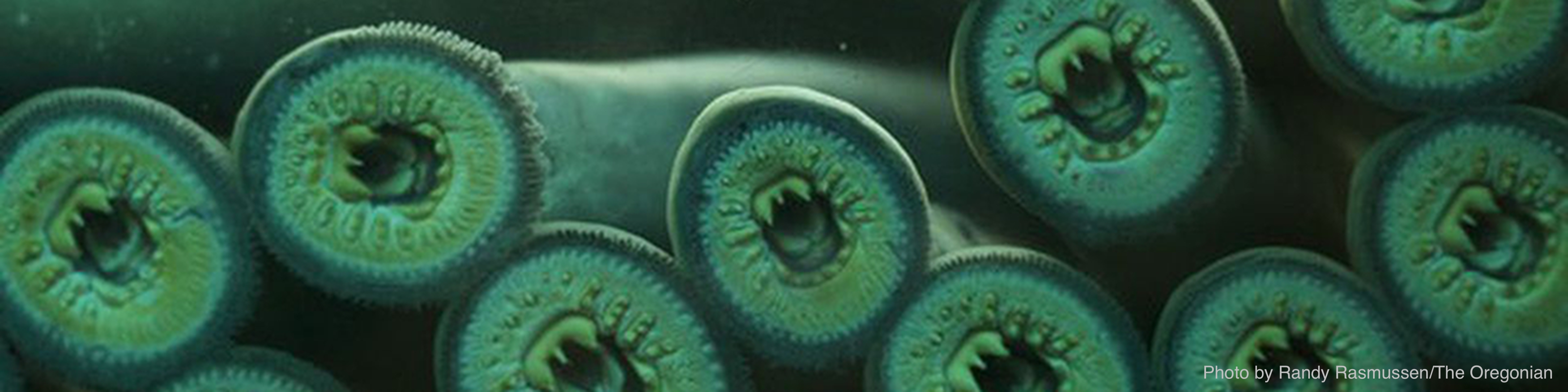 Pacific Lamprey